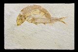 Two Fossil Fish (Knightia) - Green River Formation #171621-1